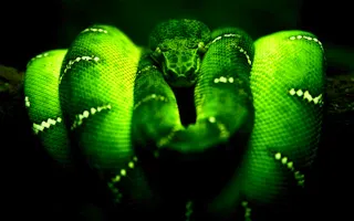 Play Green Snake online - Glouplay